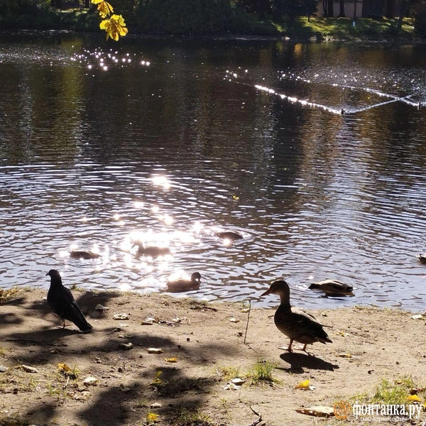 Источник: читатель «Фонтанки»