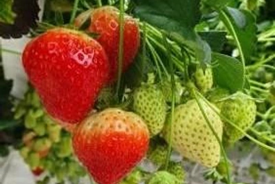 В Ставрополье собрали свыше 80 тонн тепличной клубники