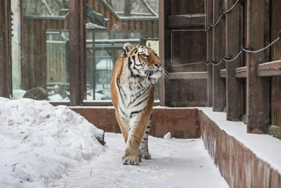 Расписание зоопарка «Лимпопо» на новогодние праздники
