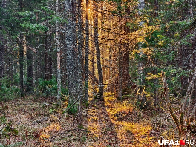 А еще в лесу чудесный рассвет | Источник: Булат Салихов / UFA1.RU