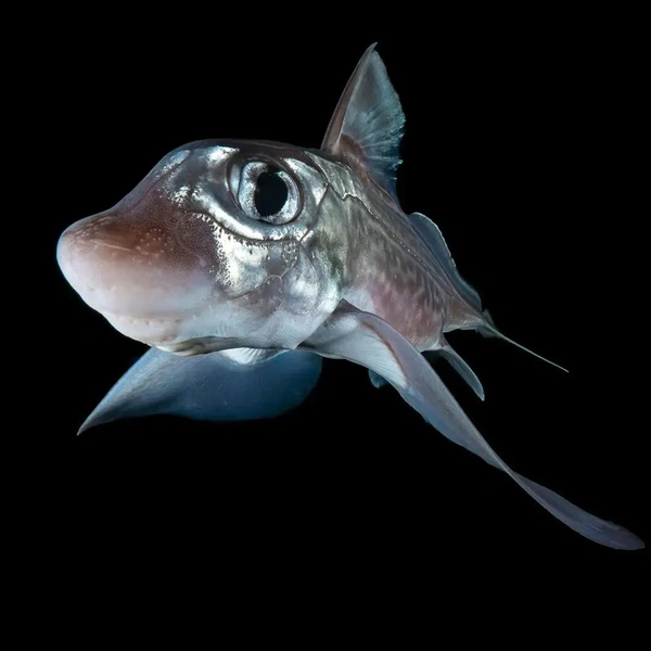 Финалист в номинации Overseas. Представительница рода химер (Chimaera) | Источник: Galice Hoarau / Shark Photographer of the Year 2025