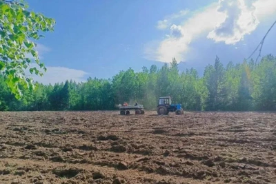 В Приамурье диких копытных подкормят соей, кукурузой и тыквой