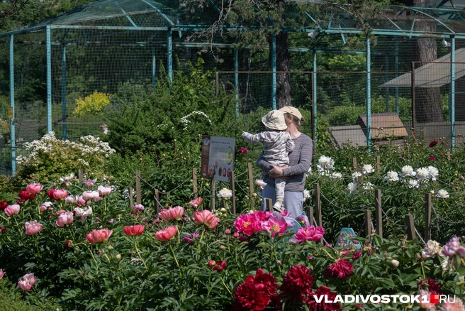 Источник: Елена Буйвол / VLADIVOSTOK1.RU