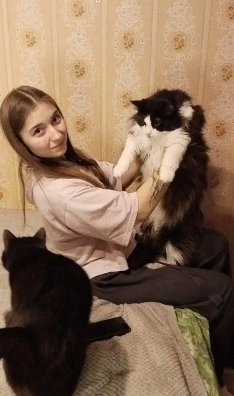 Источник: Кусочек счастья для бездомной кошки / T.me