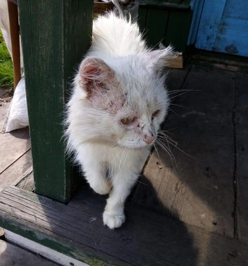 Кошек мужчина кормит круглый год | Источник: Предоставил Пётр