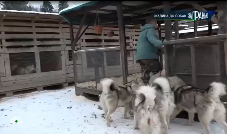 67 собак, запах и бессилие чиновников: соседи заводчицы из Подмосковья боятся, что животные убьют их