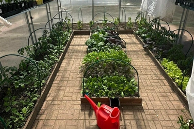 Волгоградская дачница собрала первый урожай в теплице