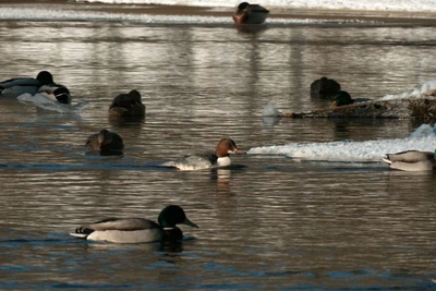 Зубастые утки-крохали остались зимовать в Петербурге