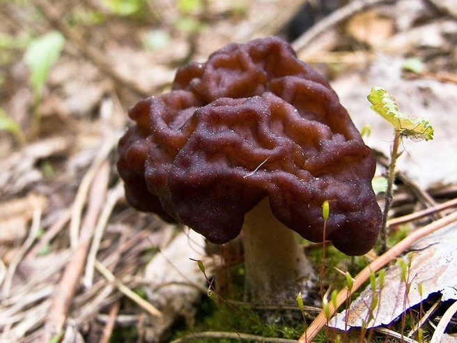 Строчок более темного цвета и форма шляпки напоминает мозги | Источник: mycology.su
