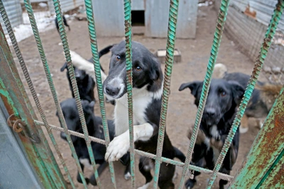 Аферисты используют пожар в приюте для сбора средств