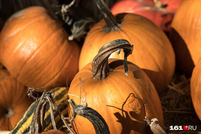 Как вкусно приготовить тыкву?  | Источник: Евгений Вдовин / 161.RU