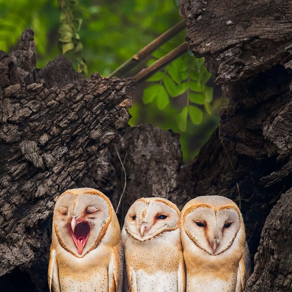 «Рааавняйсь!» | Источник: Sourav Mondal / Nature inFocus Awards 2018