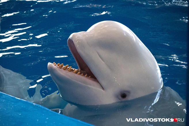 Джессика | Источник: Елена Буйвол / VLADIVOSTOK1.RU