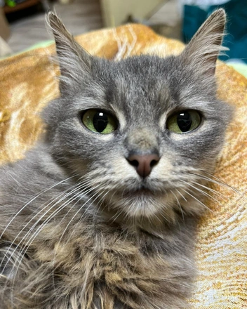 Волонтёры ищут Перфе новый дом | Источник: предоставила куратор