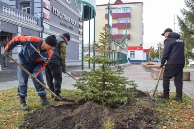 В Кургане высадили голубые ели и кизильник