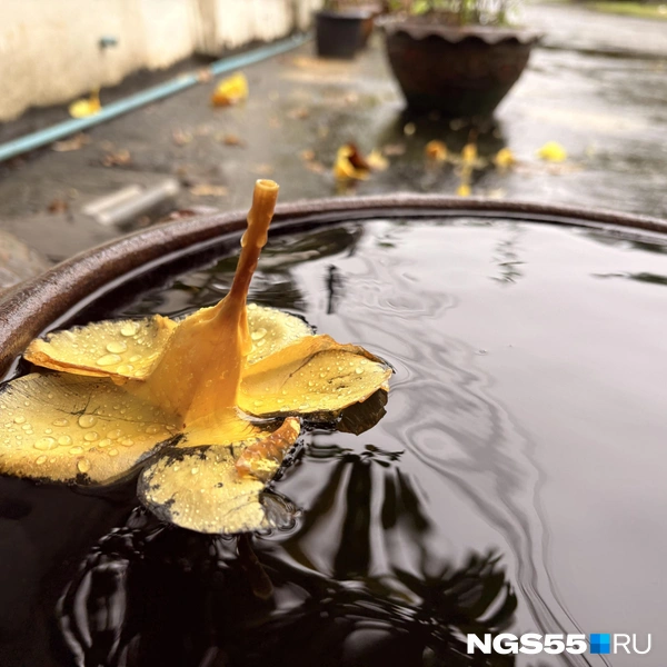 А растения принимают ванну в дождевой воде | Источник: Тамара Башаева / NGS55.RU