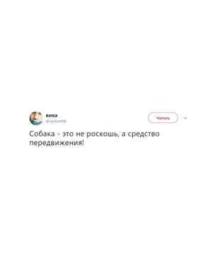 Шутки среды и общение с голубем
