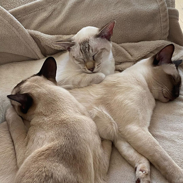 Милота дня: котики, которые обнимают друг друга даже во сне