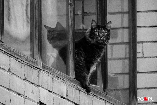 Коты хороши в любом цвете | Источник: Александр Куренной / 76.RU