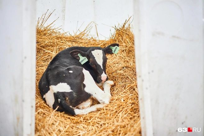 Источник: Роман Данилкин / 63.RU