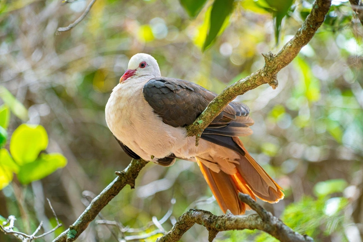 Розовый голубь | Источник: Shutterstock/Fotodom.ru