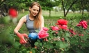 Чудо-подкормка с вашей кухни для роз и гортензий, чтобы летом клумбы утонули в цветах