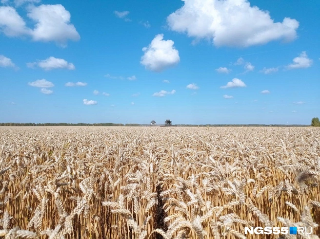 Фермер выращивает пшеницу английской селекции  | Источник: Сергей Энквист / NGS55.RU 