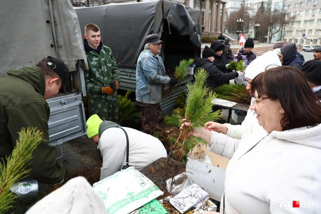 Получить сосны могут все желающие | Источник: Михаил Шилкин