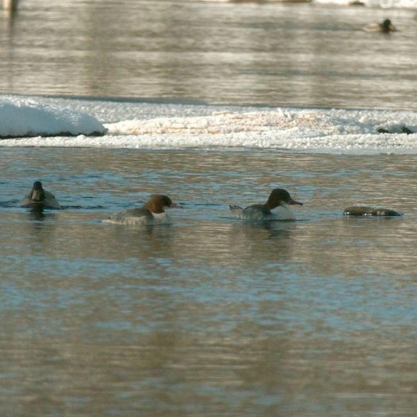 Источник: Павел Глазков / «Каждой твари по паре» 