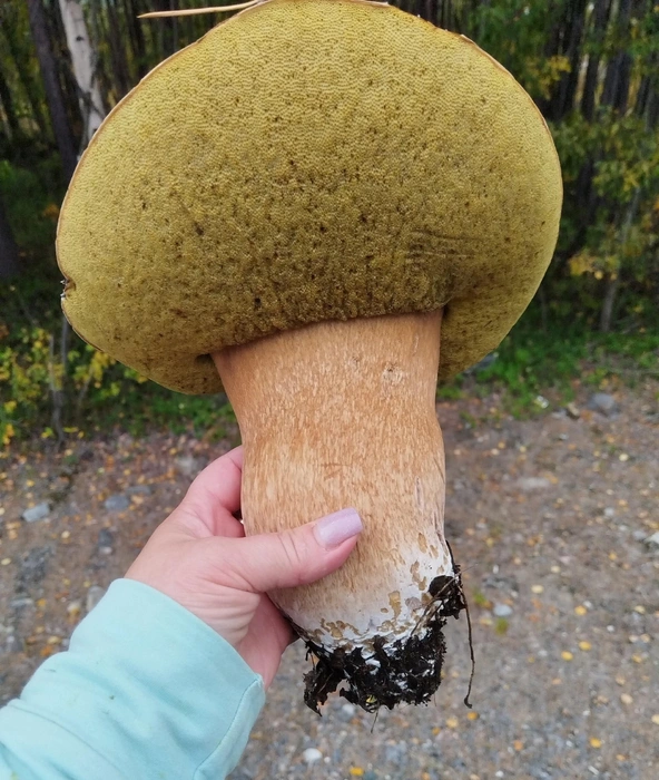 Источник: Ольга Серова