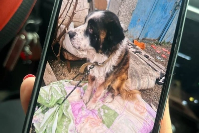 Шоковая находка: сотни трупов в приюте ростовской активистки