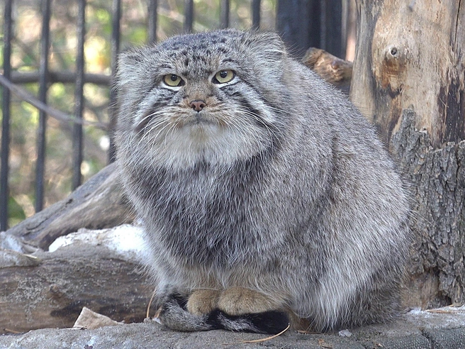 Осенью манулы проявляют особое спокойствие | Источник: Сергей Ильтяков / «ВКонтакте»