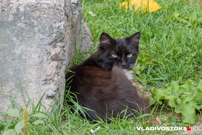 Источник: Елена Буйвол / VLADIVOSTOK1.RU
