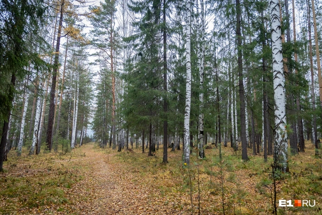 Супруги ушли в лес за грибами в Северском районе | Источник: Владислав Лоншаков / E1.RU