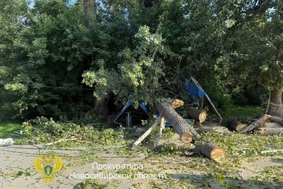 Суд взыскал 500 тыс. рублей за падение дерева на остановке