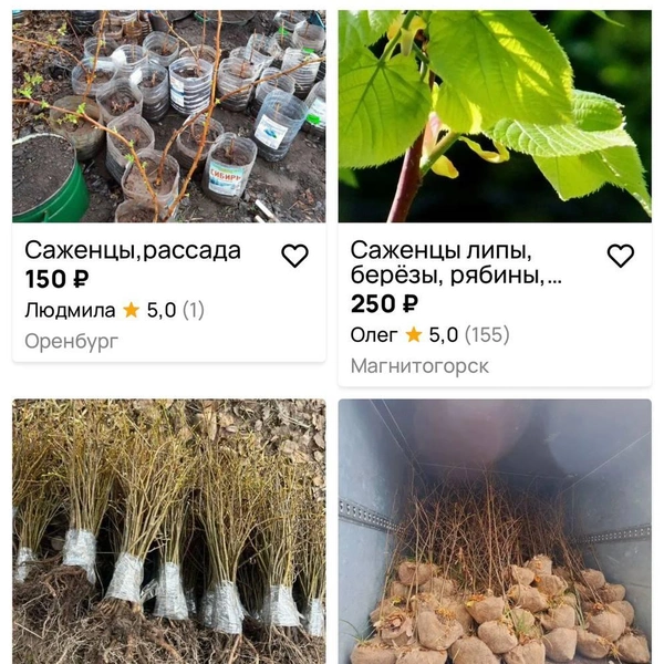 На дачных рынках можно и дешевле найти | Источник: Сайт объявлений