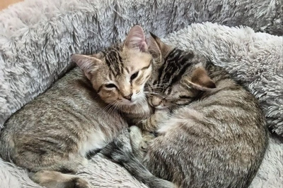 Тюменские дети спасли котят на строительной площадке