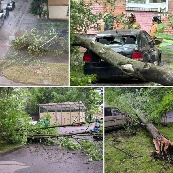 Вокруг повалено много деревьев