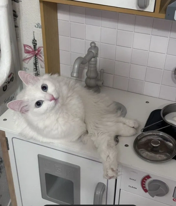 Источник: сервис для подачи объявлений