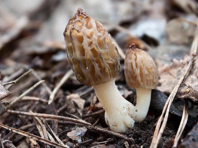 Сморчки — самые желанные весенние грибы | Источник: mycology.su