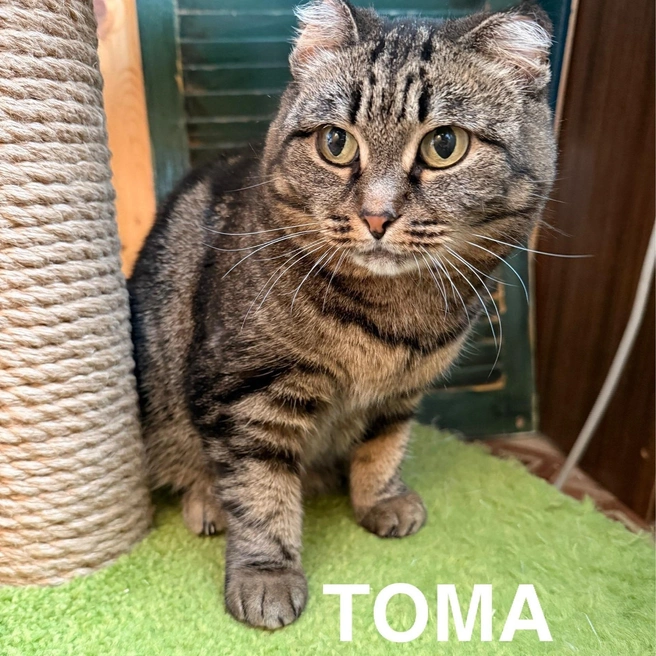 Холодной зимой Тома отморозила ушки и хвостик | Источник: Котокафе «Котофейня»&nbsp;— Ханты-Мансийск / Vk.com