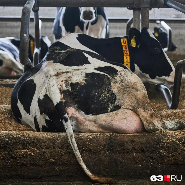 Источник: Роман Данилкин / 63.RU