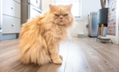 Этот компонент незаменим в кошачьем корме, без него коты слепнут, лысеют и умирают