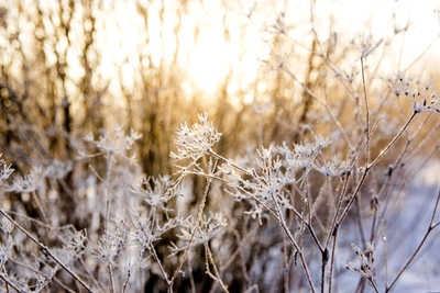 В Алтайском крае к пятнице потеплеет до +8