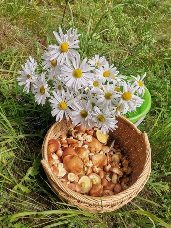 На этом фото прекрасно всё: и грибочки, и ромашки | Источник: читатель «Чита.Ру»