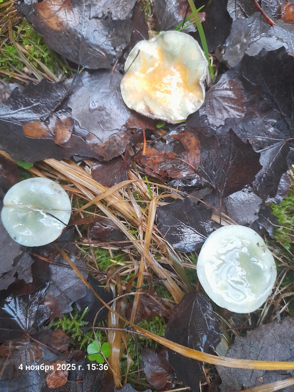 Грибочки растут несмотря на позднюю осень | Источник: «Грибы 2025» / Vk.com