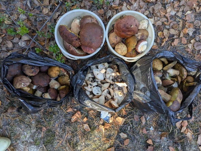 Источник: «Грибной воин ХМАО» / T.me