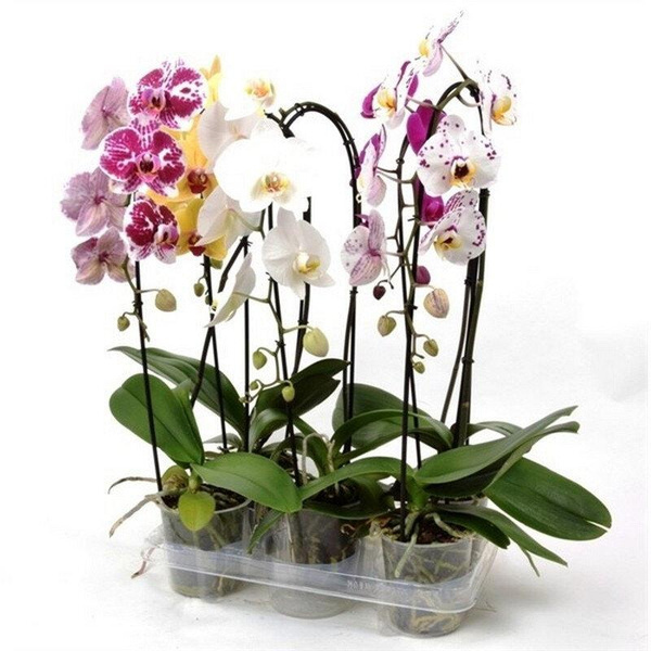 Орхидея — Фаленопсис 1 горшок