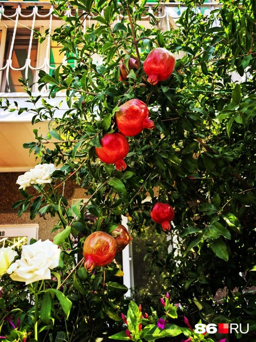 Гранат растет прямо во внутреннем дворике отеля | Источник: Анастасия Шевякова / 86.RU