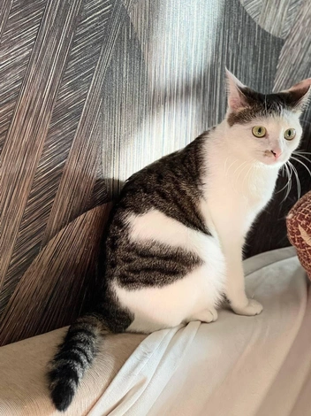 У нее очень грустные глаза | Источник: приют «Муркот»